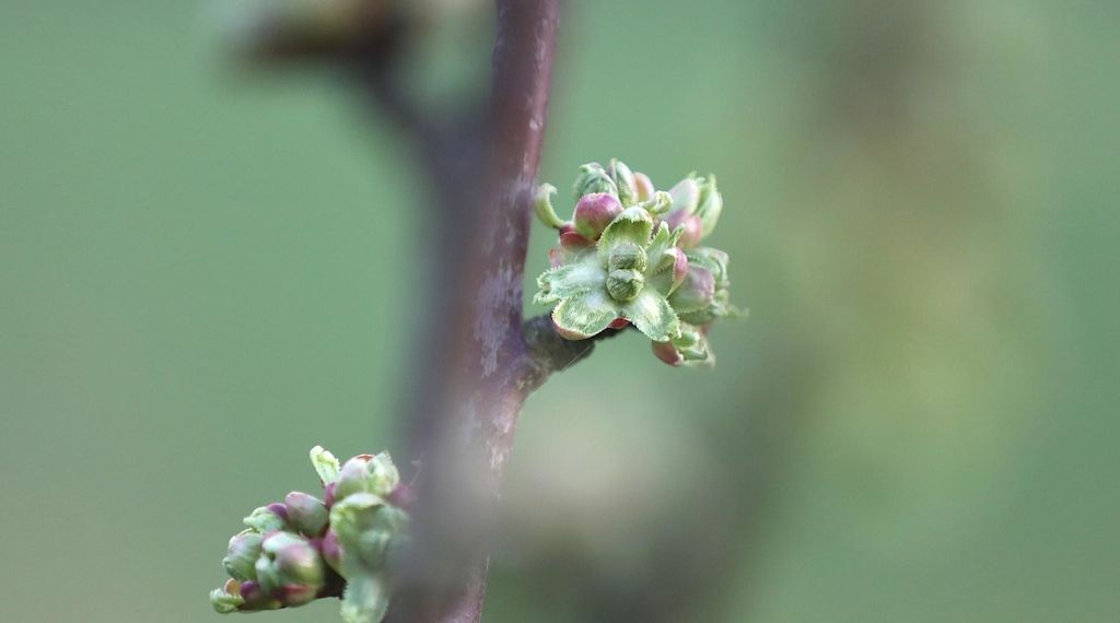 Obstbauern in NRW erwarten Rekordernte bei Süßkirschen