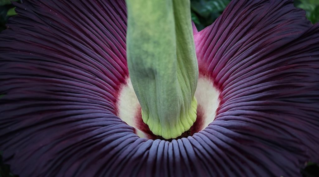 Diese Riesenblume blüht im Botanischen Garten nur für drei Tage