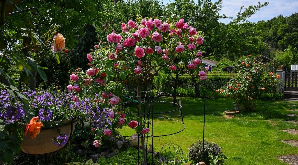 Berliner Senat entscheidet über Gesetzentwurf zu Kleingärten