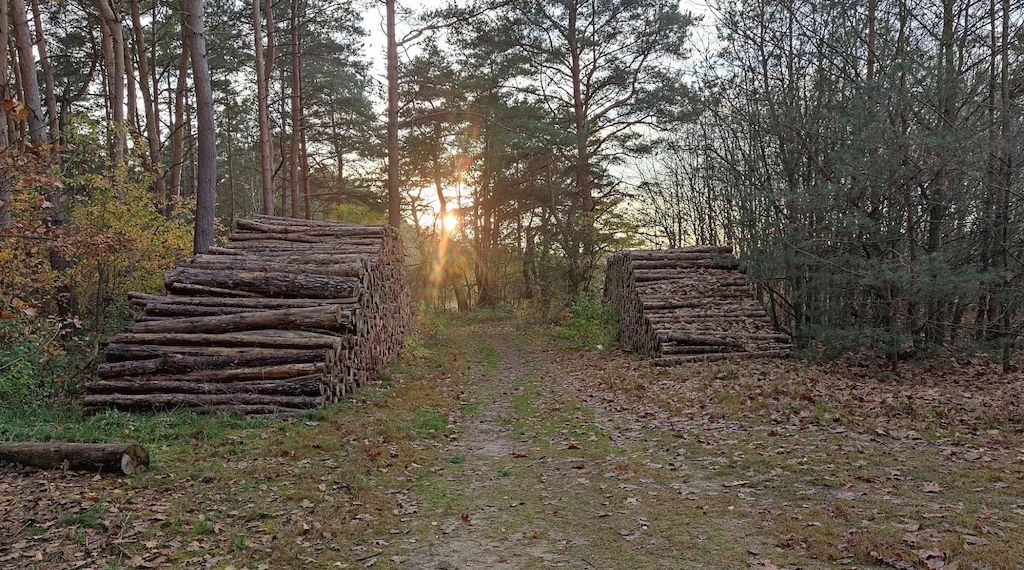 Anzahl der Baumschulbetriebe in Brandenburg gestiegen