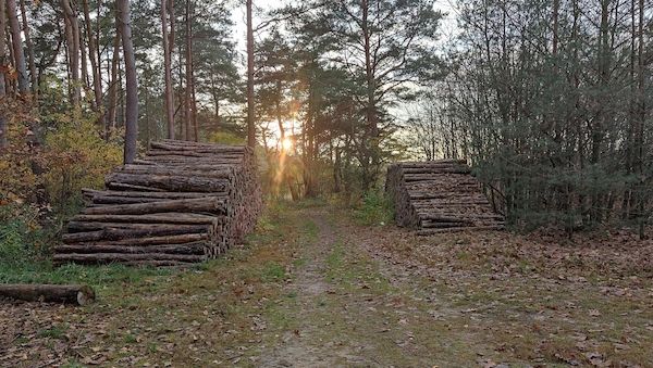 Anzahl der Baumschulbetriebe in Brandenburg gestiegen