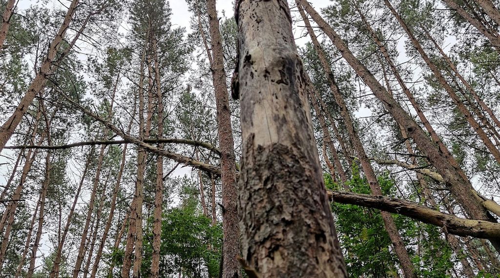 Studie: 320 Millionen Bäume sterben jährlich durch Blitze