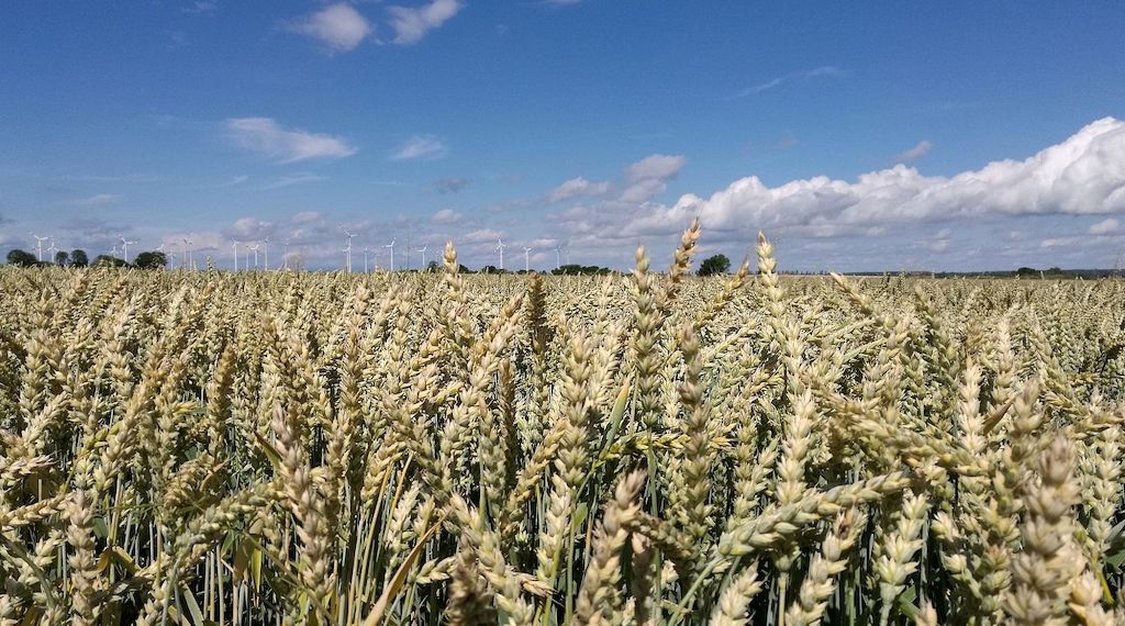 Weizenanbaufläche in NRW deutlich gestiegen
