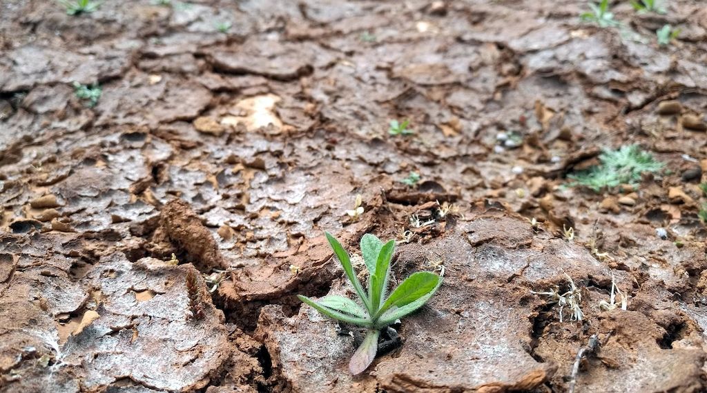 Klimawandel verursacht in Baden-Württemberg steigende Kosten