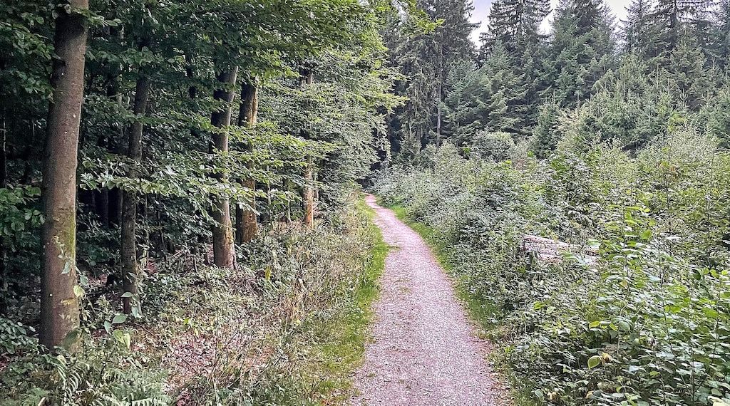 Köln erhält Millionen-Förderung für klimaangepasste Waldbewirtschaftung