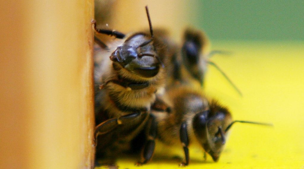 Studie: Artenvielfalt in Deutschland nur lokal stabil