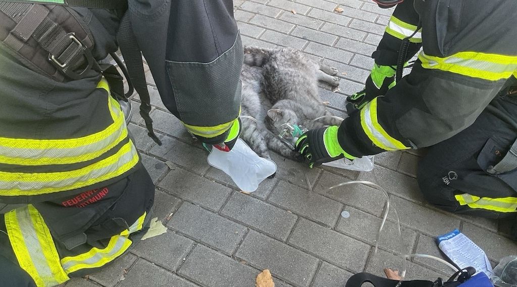Wohnungsbrand in Dortmund - Eine Person und zwei Katzen verletzt