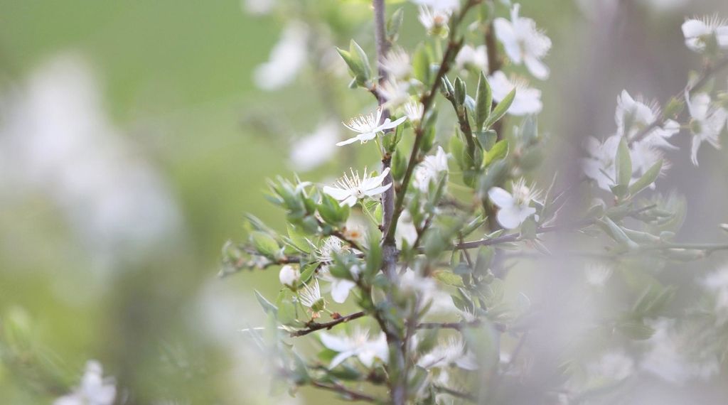 Landwirtschaftsministerium fordert Kommunen zur Bewerbung um Landesgartenschauen auf