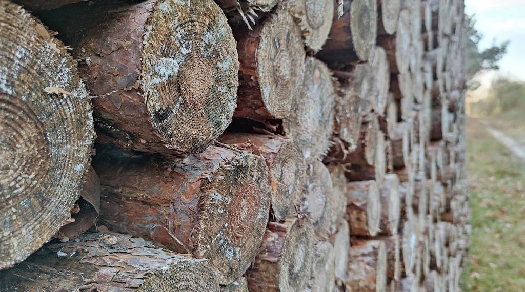 Düsseldorf fällt 114 kranke und tote Bäume im Stadtgebiet