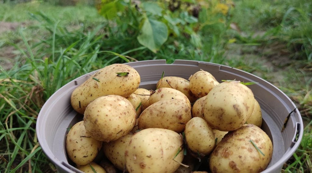 Größte Kartoffelernte seit 25 Jahren erwartet