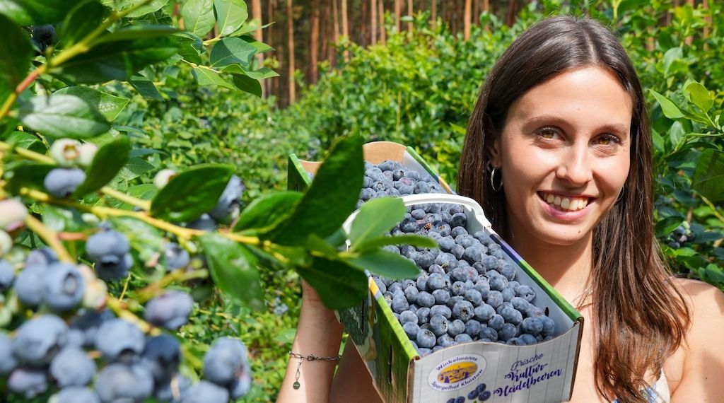 Heidelbeer-Saison in Brandenburg gestartet