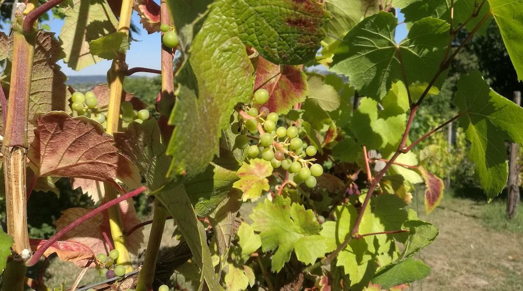 Deutschland startet Weinbau-Initiative im EU-Agrarrat