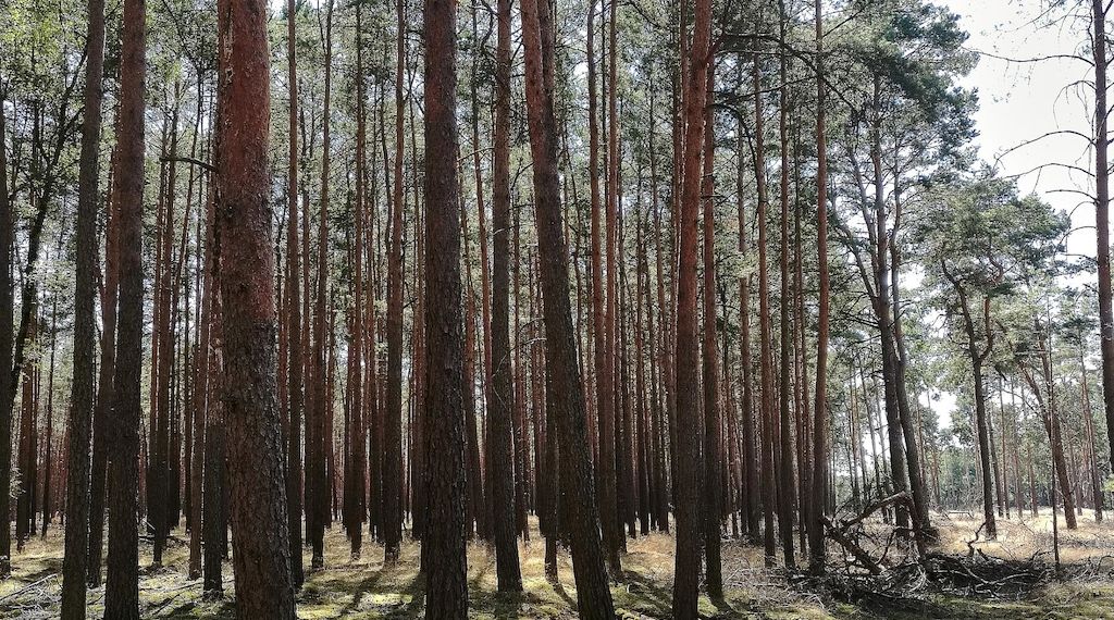 Flächenverbrauch in Nordrhein-Westfalen sorgt für Diskussionen