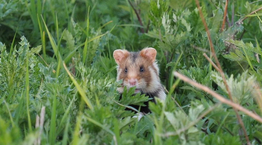 Erstmals seit 30 Jahren neue "Rote Liste" für gefährdete Tiere in Niedersachsen und Bremen