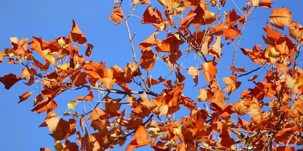 Wetterbericht für Nordrhein-Westfalen (12.11.2025)