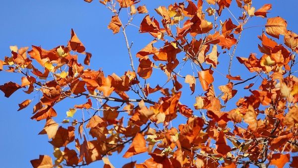 Wetterbericht für Nordrhein-Westfalen (12.11.2025)