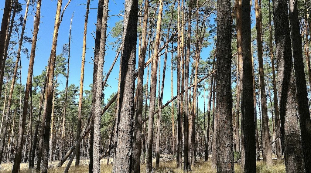 NRW will 5.000 Hektar Wildnisgebiete ausweisen