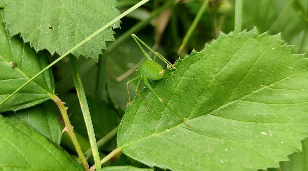 BUND legt bei Biodiversitäts-Verfassungsbeschwerde nach