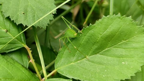 BUND legt bei Biodiversitäts-Verfassungsbeschwerde nach