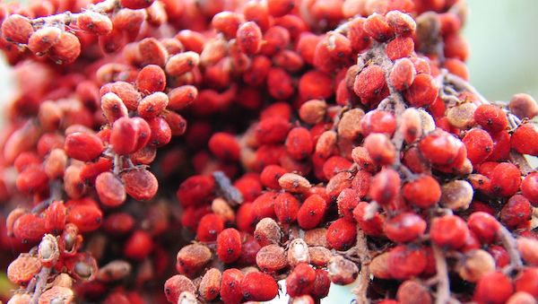 Vegane Alternativen zu Bienenwachs in der Naturkosmetik