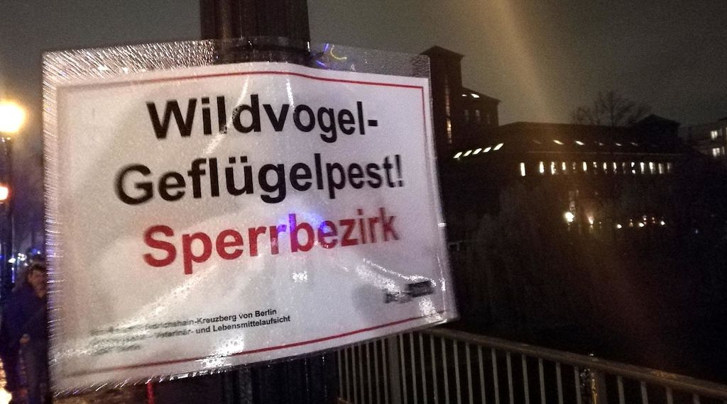 Geflügelpest bei 15.000 Enten in Märkisch-Oderland nachgewiesen
