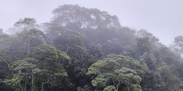 Schneider verteidigt Fehlen konkreter Summe zum Tropenwald-Fonds