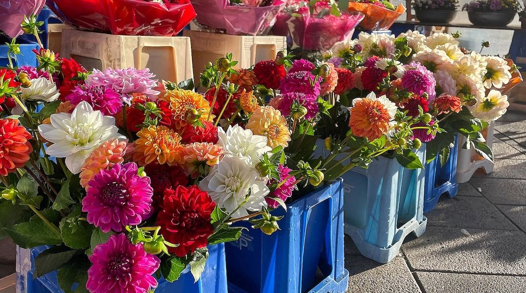 Zierpflanzenanbau in NRW 2025 um rund 6 % kleiner