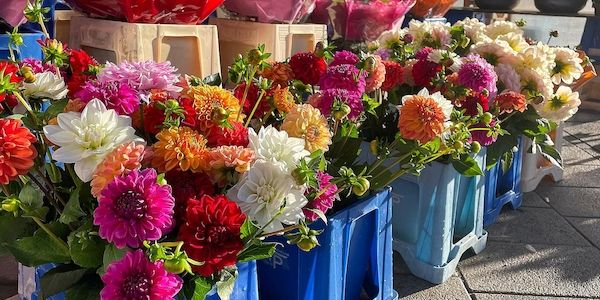 Zierpflanzenanbau in NRW 2025 um rund 6 % kleiner