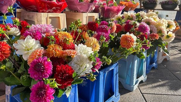 Zierpflanzenanbau in NRW 2025 um rund 6 % kleiner