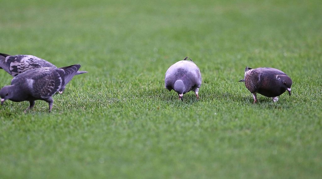 Tauben nehmen Magnetfelder über Innenohr wahr