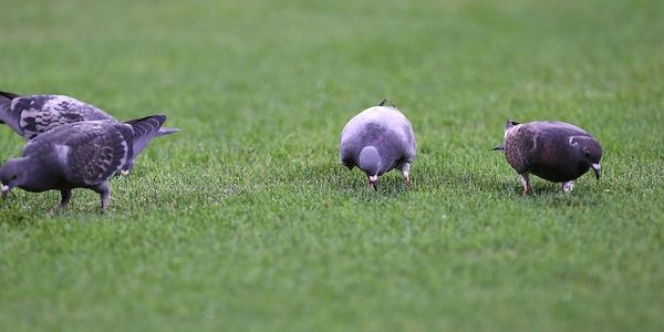 Tauben nehmen Magnetfelder über Innenohr wahr