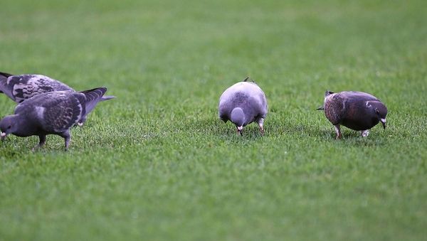Tauben nehmen Magnetfelder über Innenohr wahr