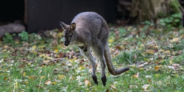 Feuerwehr und Polizei im Einsatz wegen "Baby-Känguru" in Falkensee