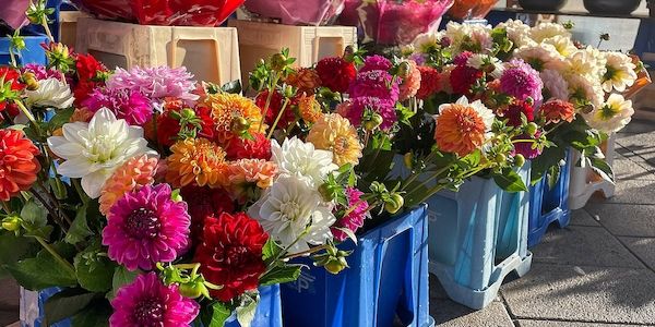 Blumenproduktion in Deutschland rückläufig