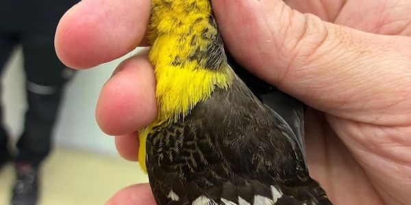 Zoll entdeckt seltene Singvögel im Handgepäck am Münchner Flughafen