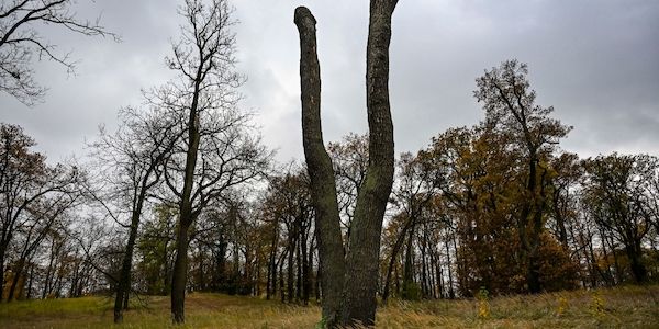 Potsdamer pflanzen neue Bäume im Park Babelsberg