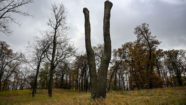 Potsdamer pflanzen neue Bäume im Park Babelsberg