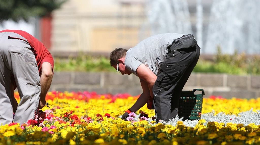 Weniger Torf in Blumenerden und Kultursubstraten