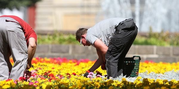 Weniger Torf in Blumenerden und Kultursubstraten
