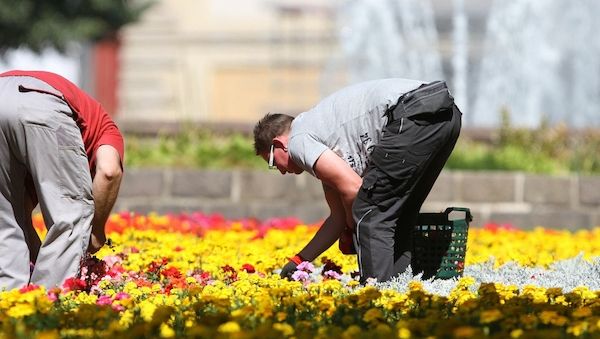 Weniger Torf in Blumenerden und Kultursubstraten