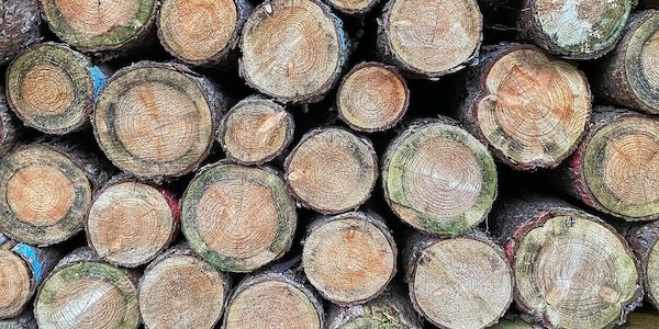 Düsseldorf fällt 182 kranke und tote Bäume im Stadtgebiet