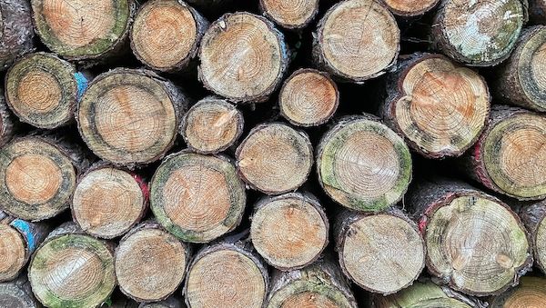 Düsseldorf fällt 182 kranke und tote Bäume im Stadtgebiet