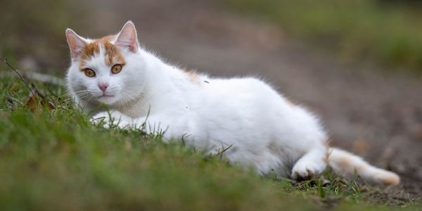 Katzen mit Vogelgrippe – was Haustierhalter beachten sollten