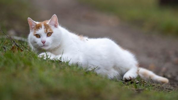Katzen mit Vogelgrippe – was Haustierhalter beachten sollten