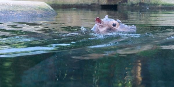 Der Berliner Zoo sucht Namen für Hippo-Baby