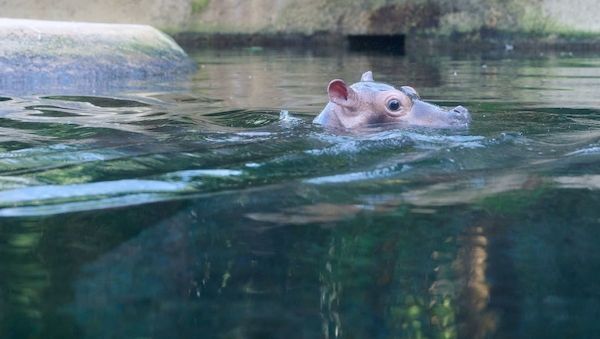 Der Berliner Zoo sucht Namen für Hippo-Baby