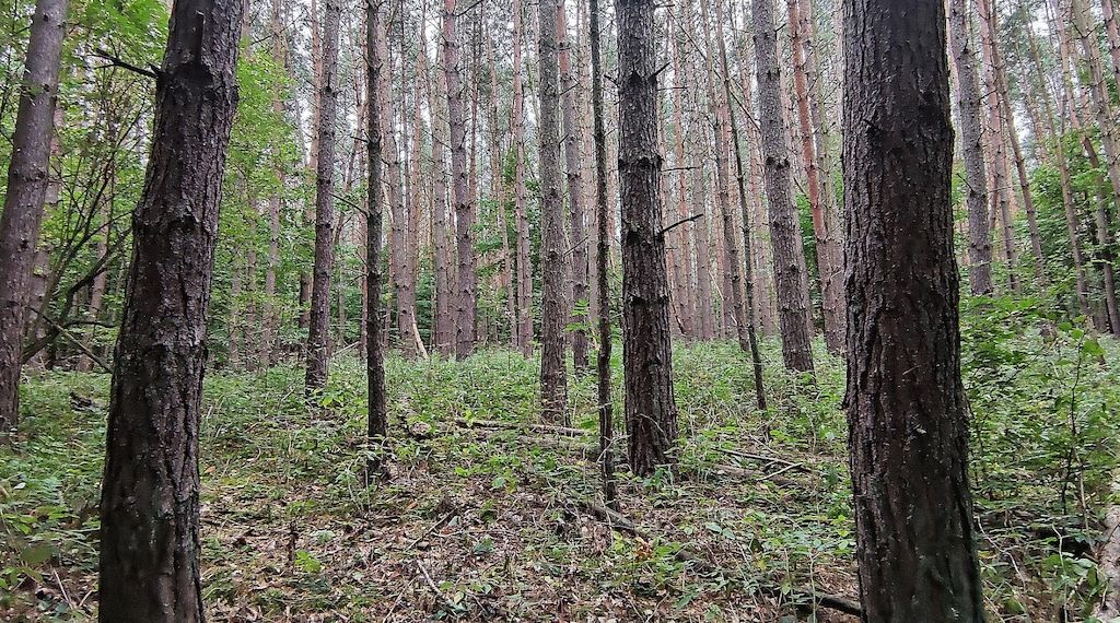 Baumschulfläche sinkt deutlich - rund elf Prozent weniger Betriebe