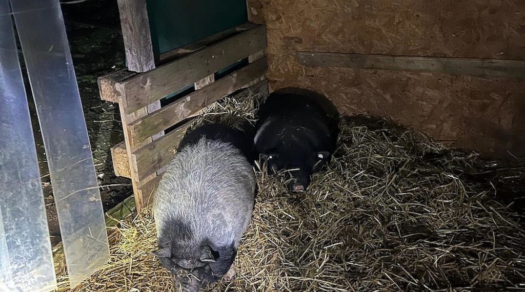 Hängebauchschwein löst Polizeieinsatz in Bremen aus