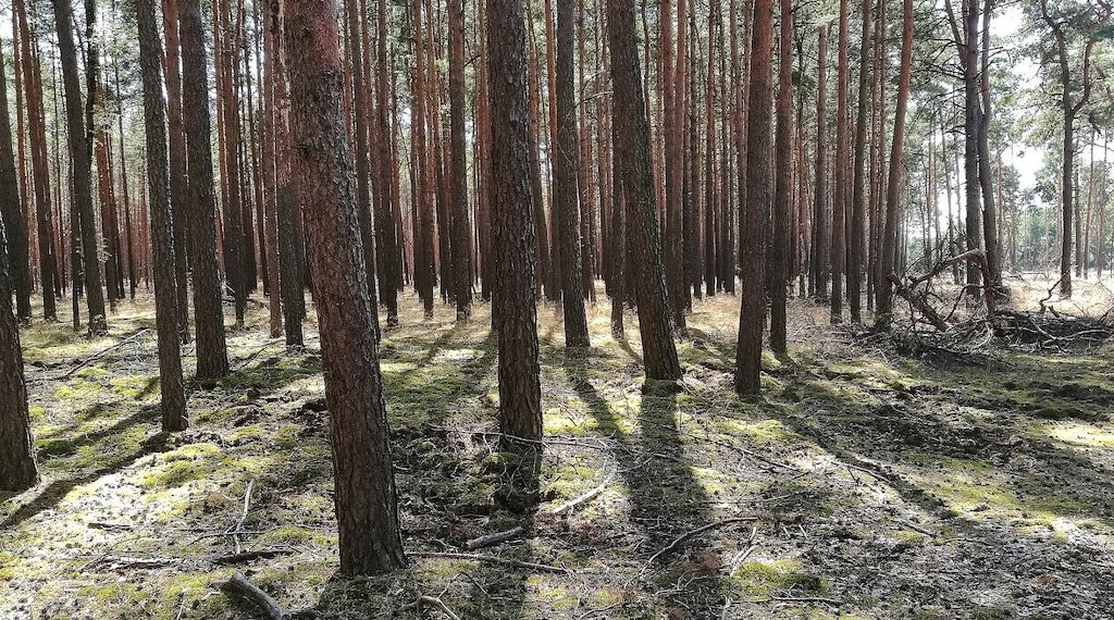 Forscher pochen auf zügige CO2-Entnahme aus der Atmosphäre