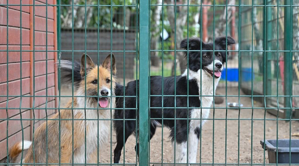 Landestierschutzverband Brandenburg: Tiere sind keine Geschenke für Weihnachten